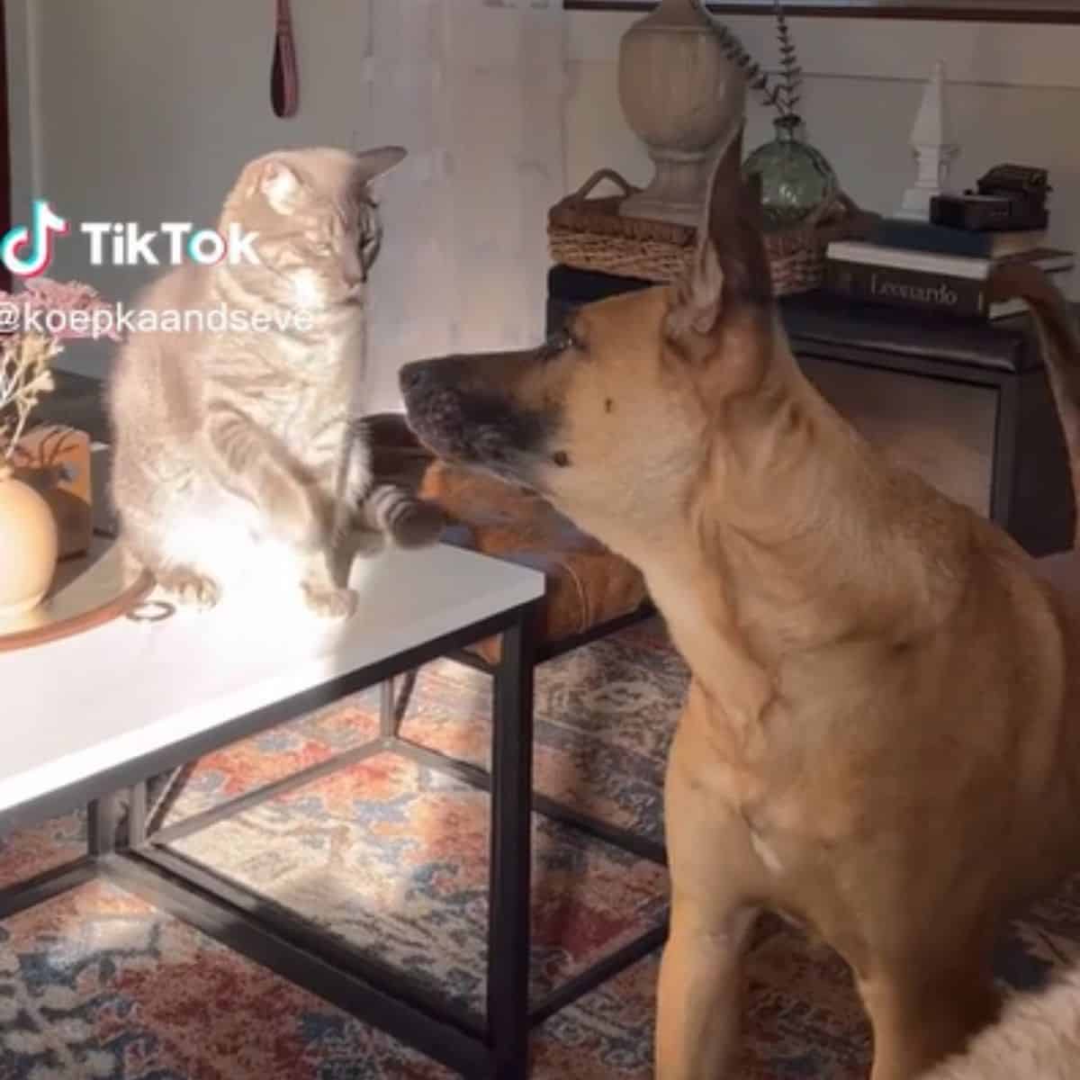 the dog looks at the cat on the table