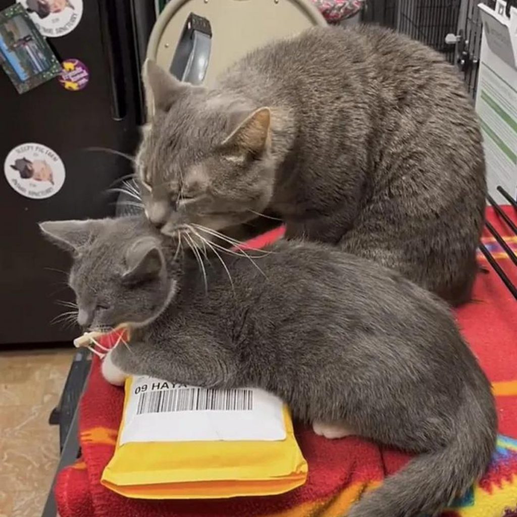 the gray cat licks the kitten's neck