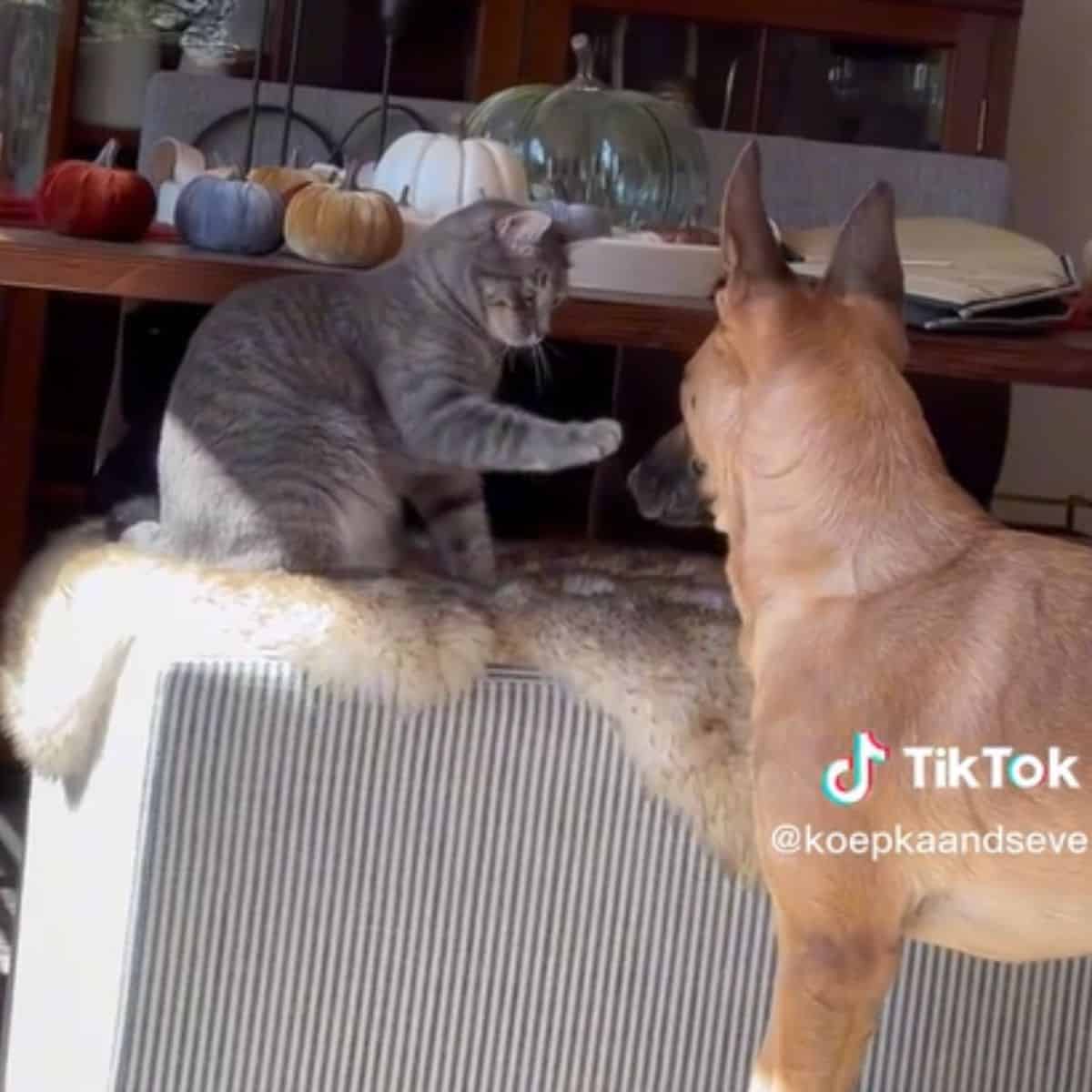 the gray cat teaches the dog