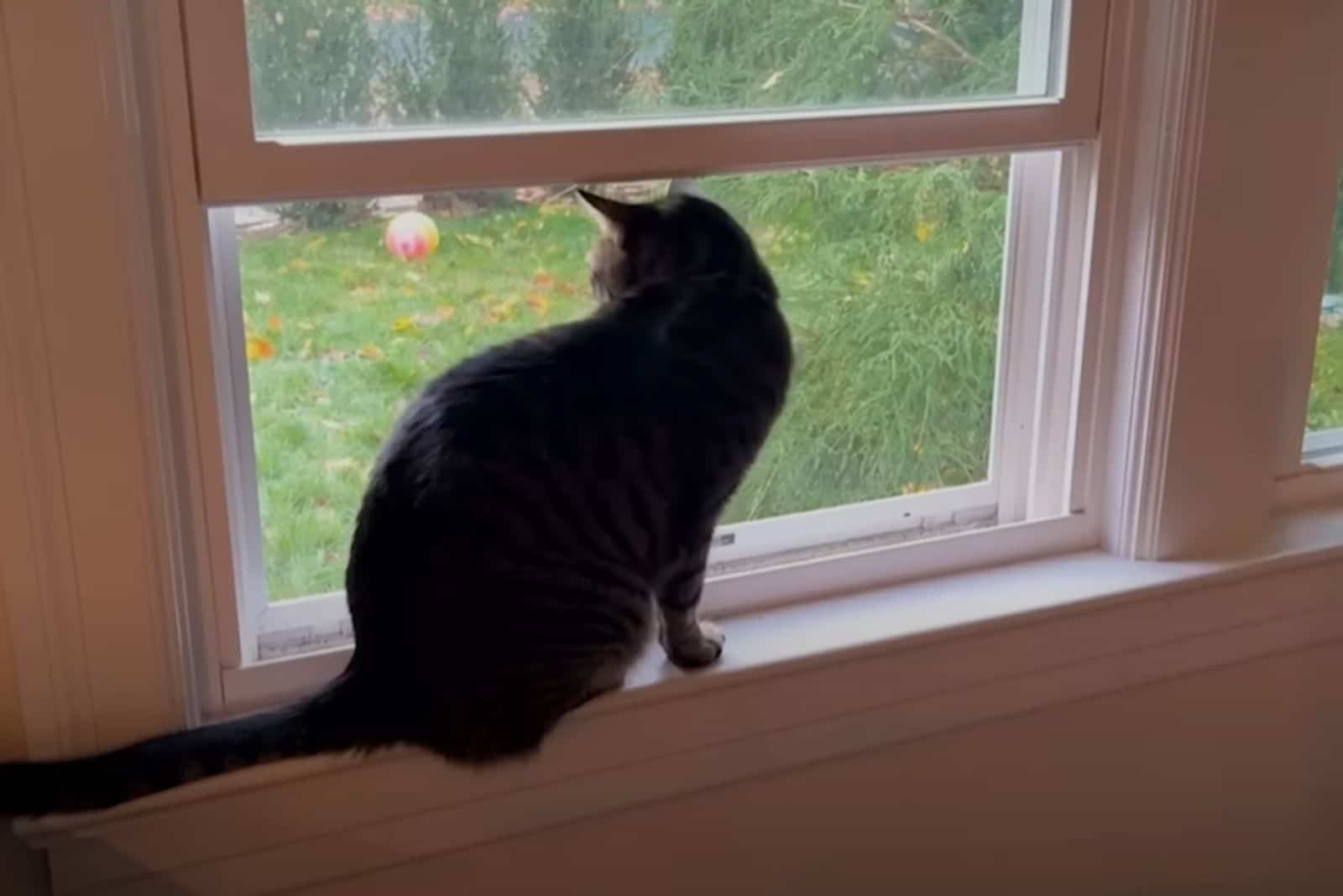 the house cat is sitting by the window