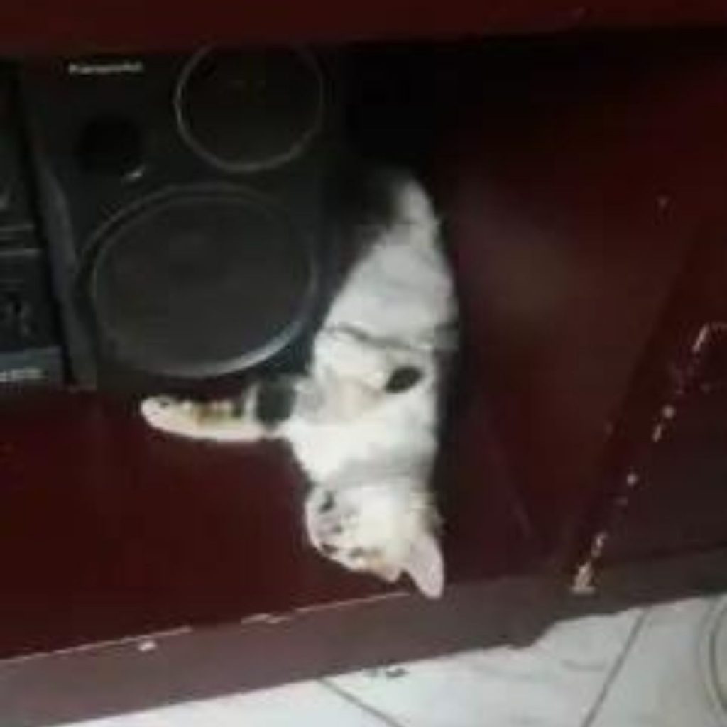 the kitten sleeps next to the music line