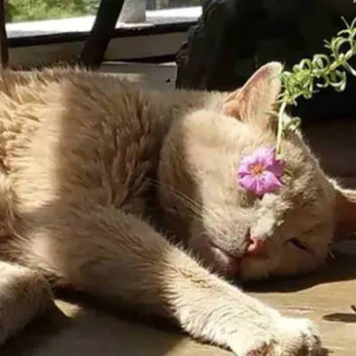 the rescued cat enjoys the sun