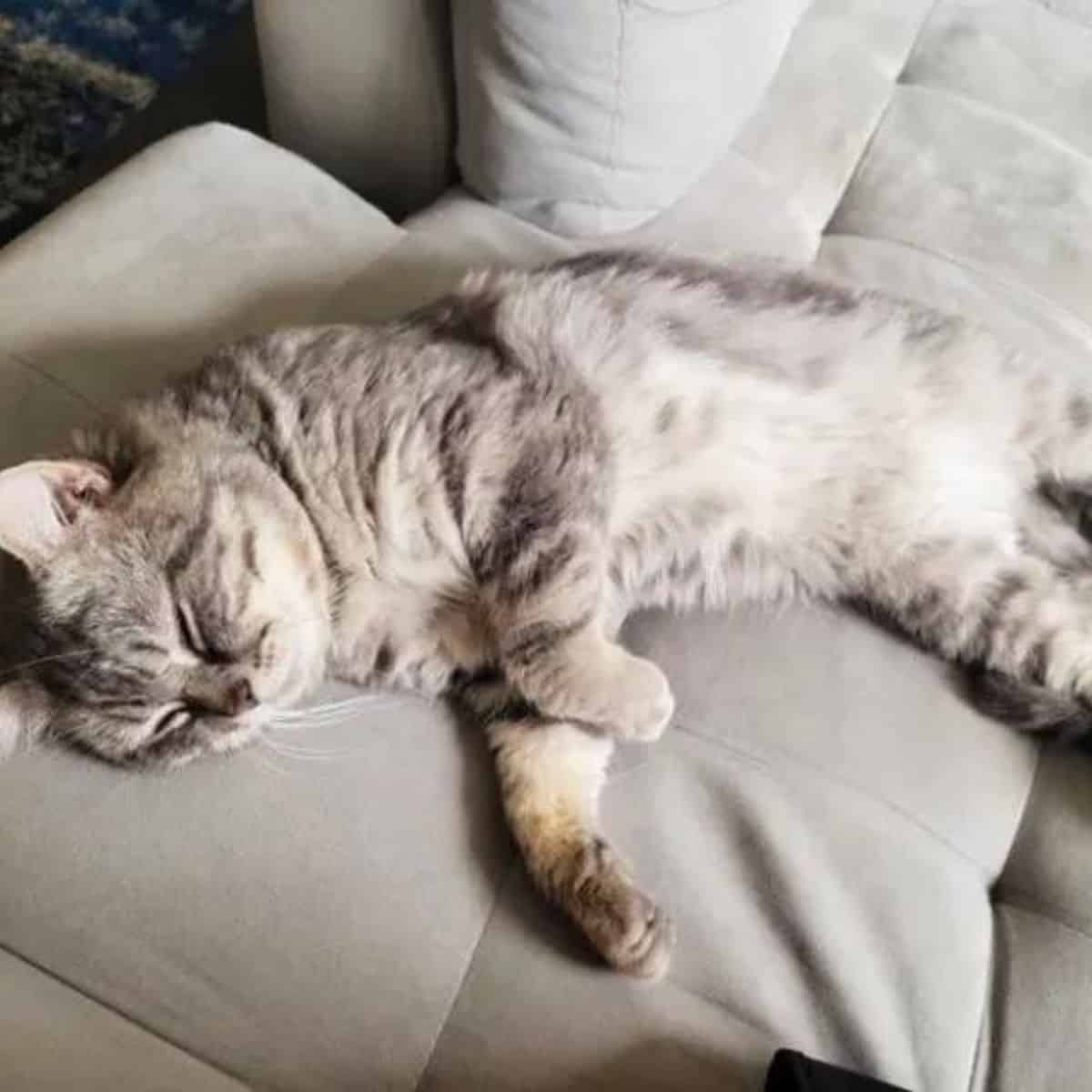 the rescued cat is lying and sleeping on the couch