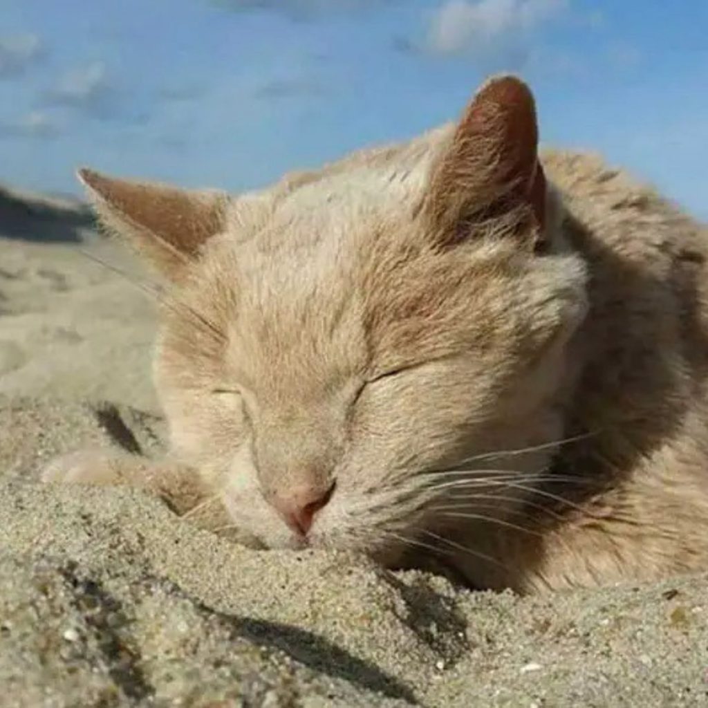the rescued cat lies on the sand