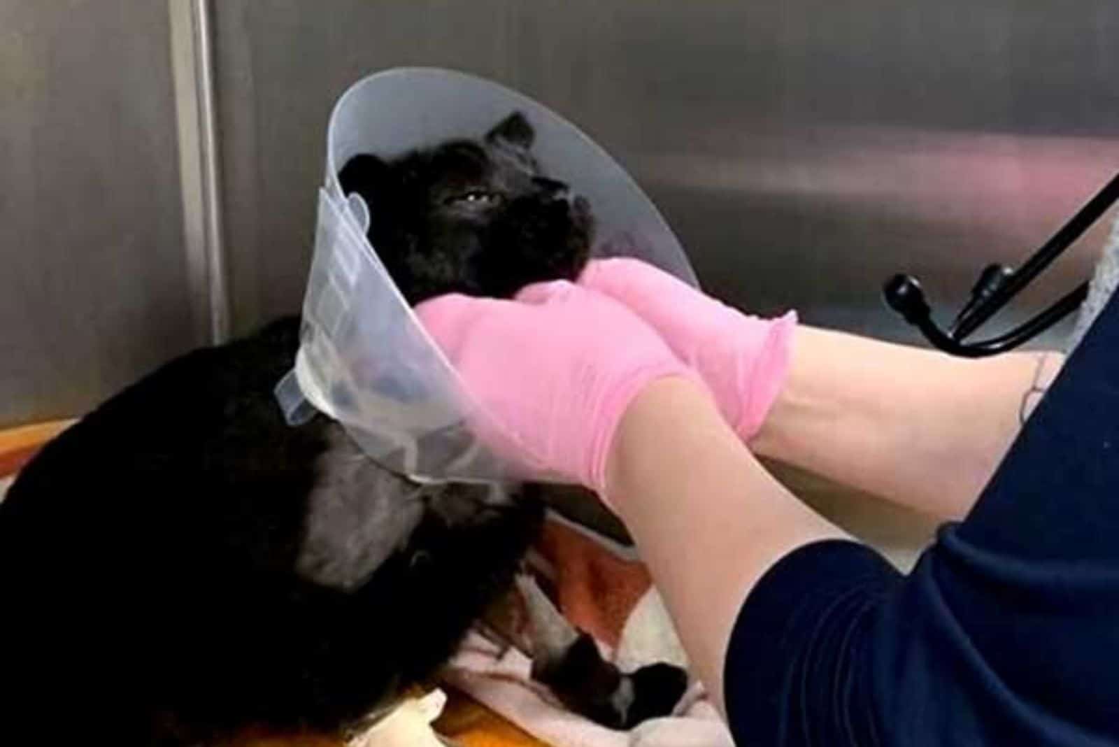 the veterinarian examines the attacked cat