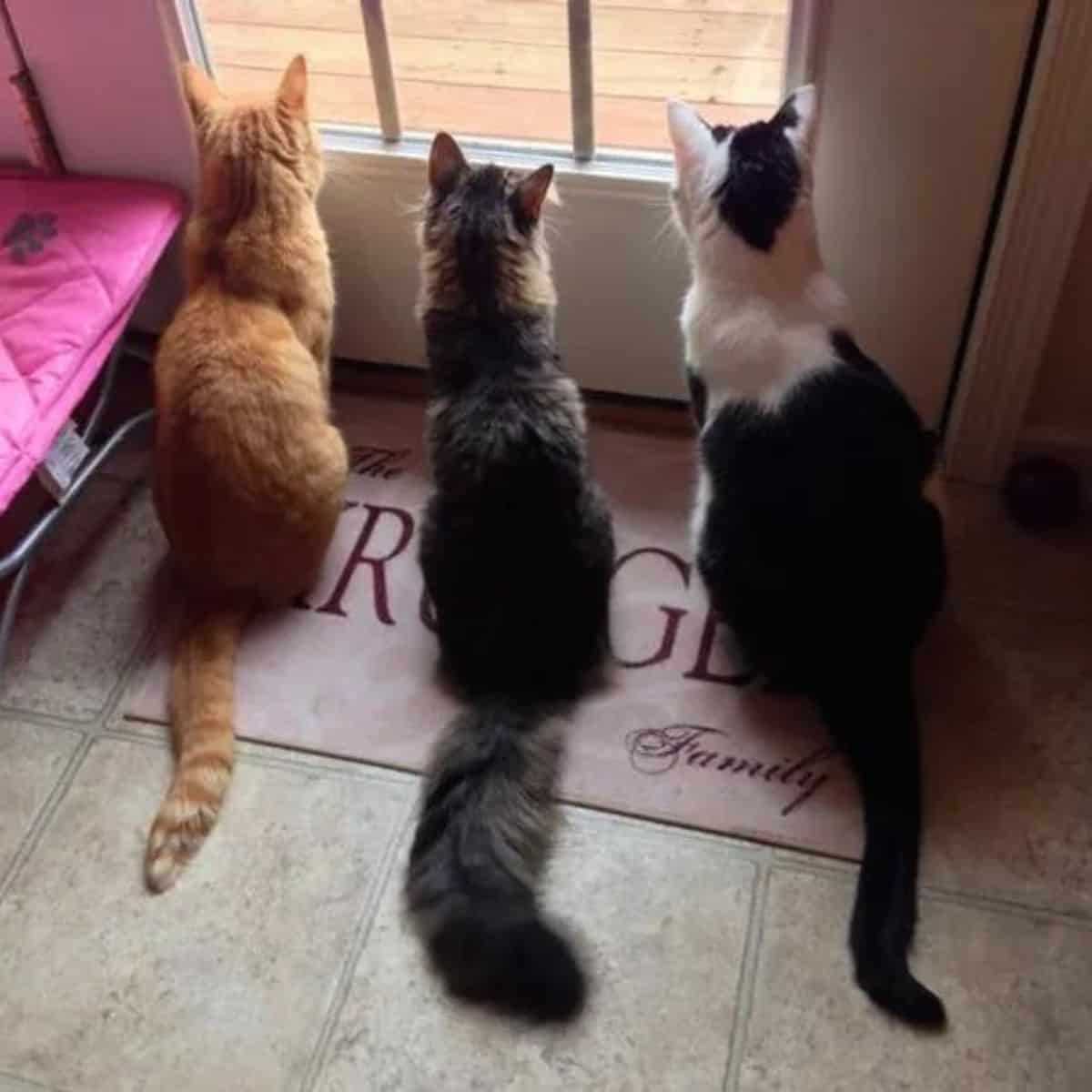 three cats looking through the door glass