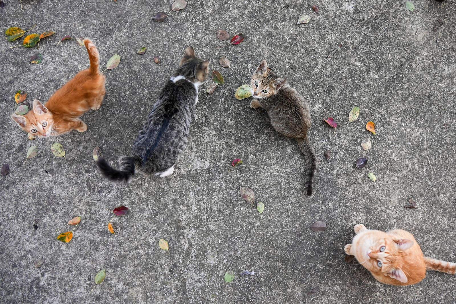 three cats outdoor