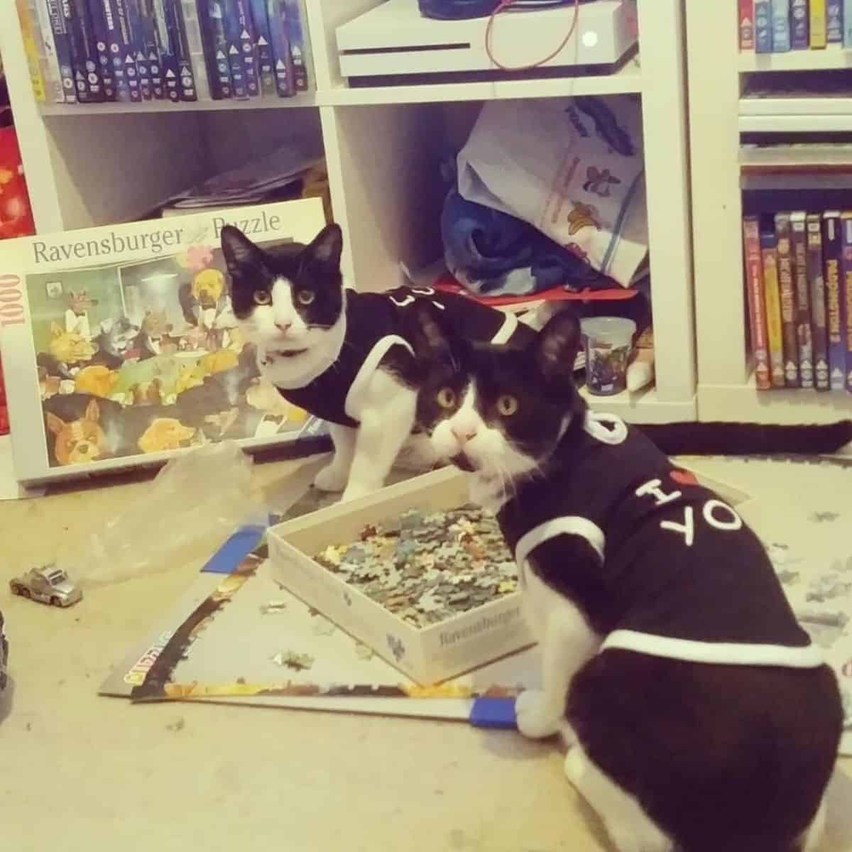 two black and white cats are sitting next to the puzzle