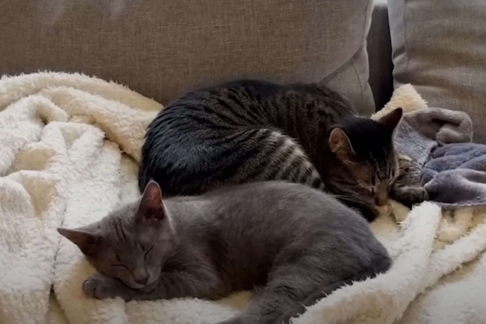 two cats are sleeping on the couch