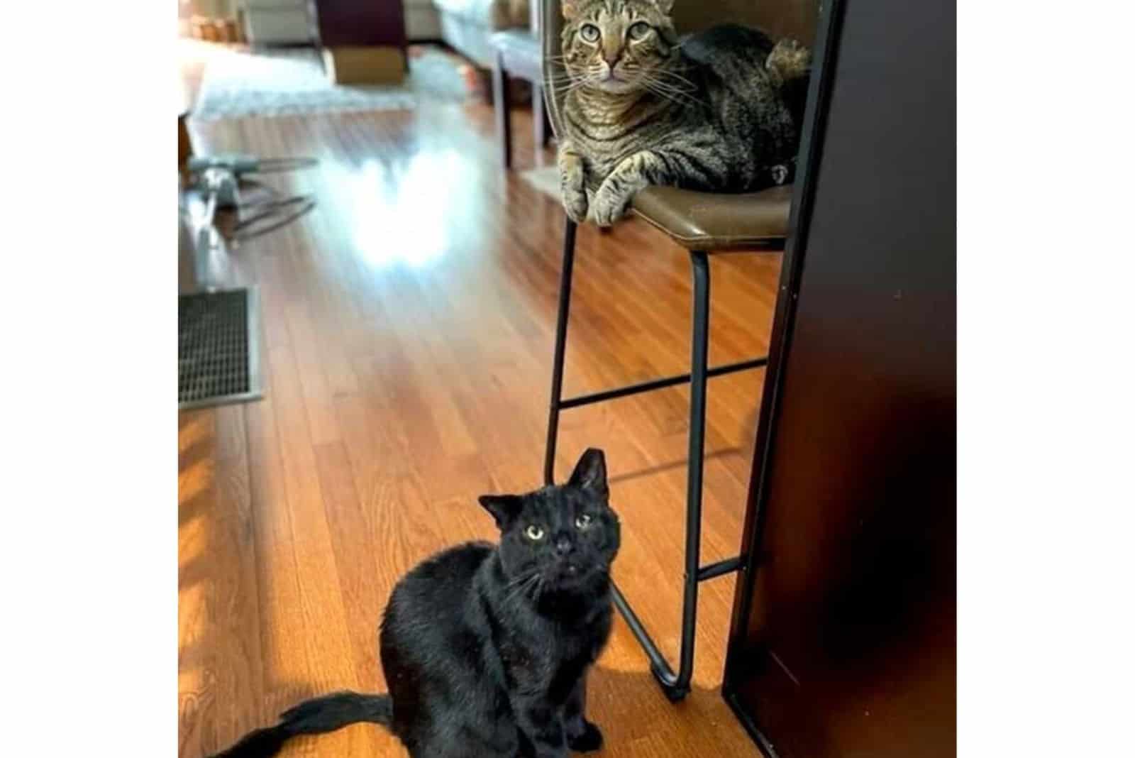 two cats enjoy the house