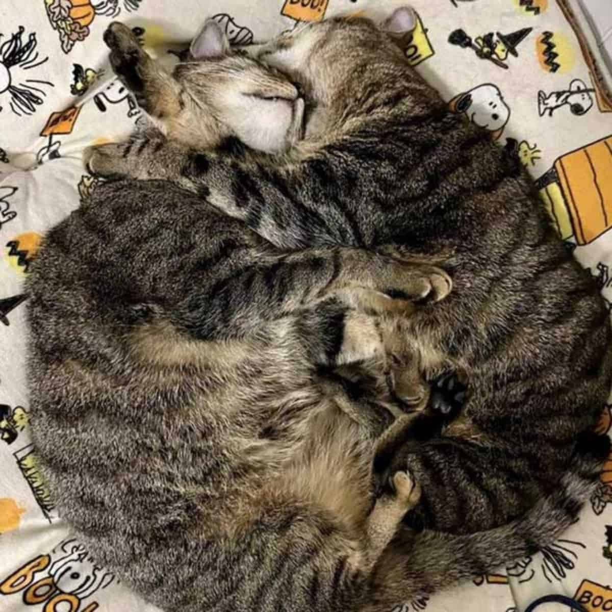 two cats in hug sleeping