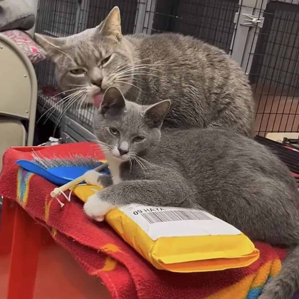 two cute gray cats