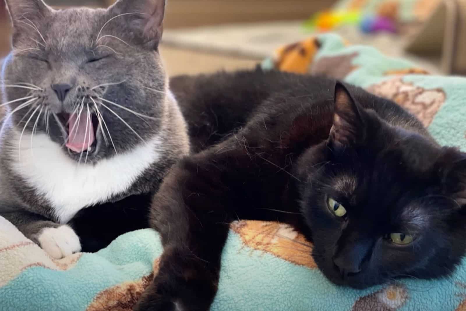 two paralyzed cats called Kelly and Guapo resting