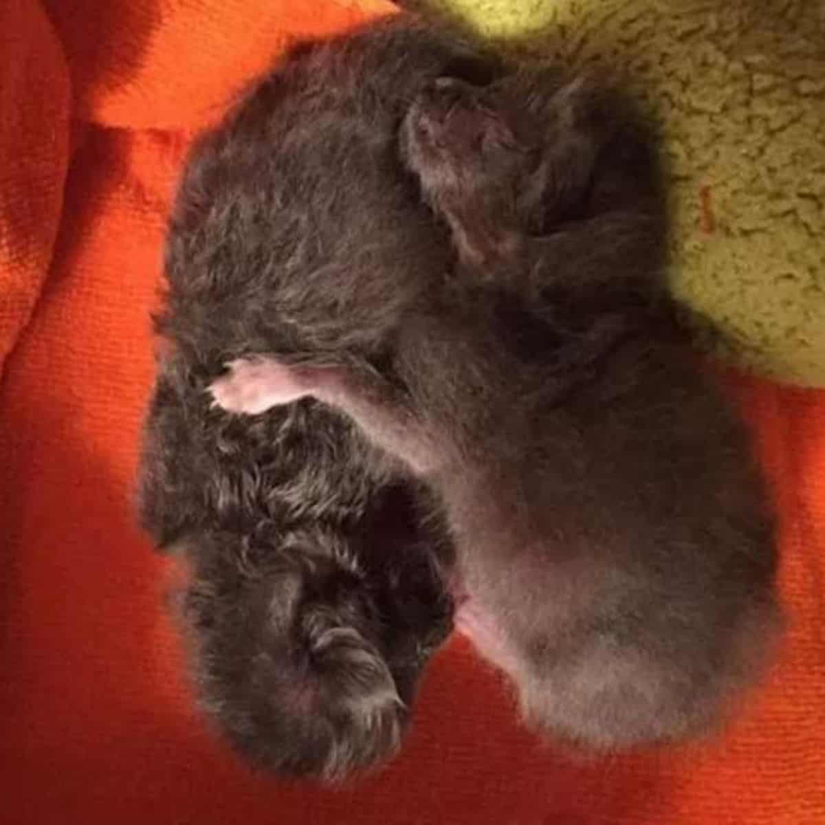 two small kittens sleeping