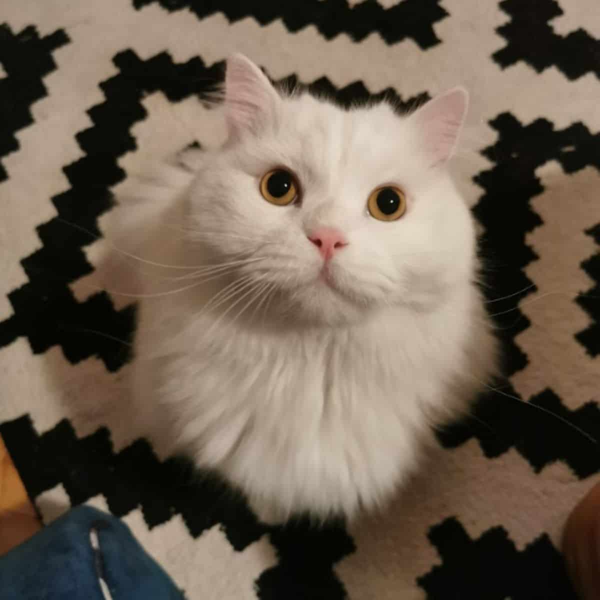 white cat on the carpet