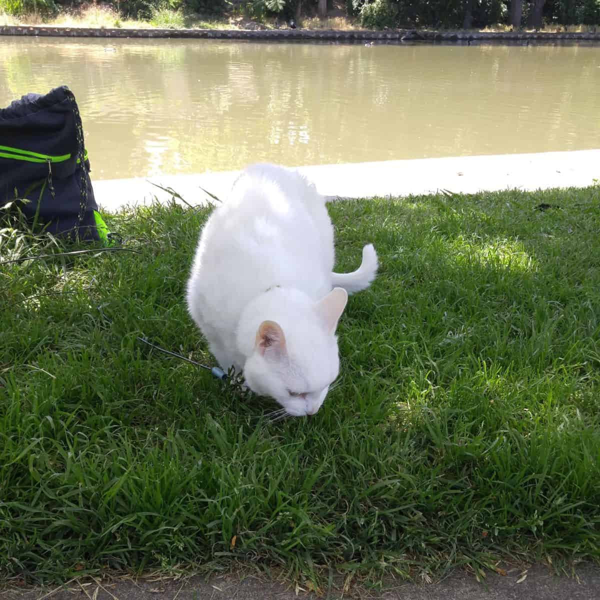 white cat on the grass