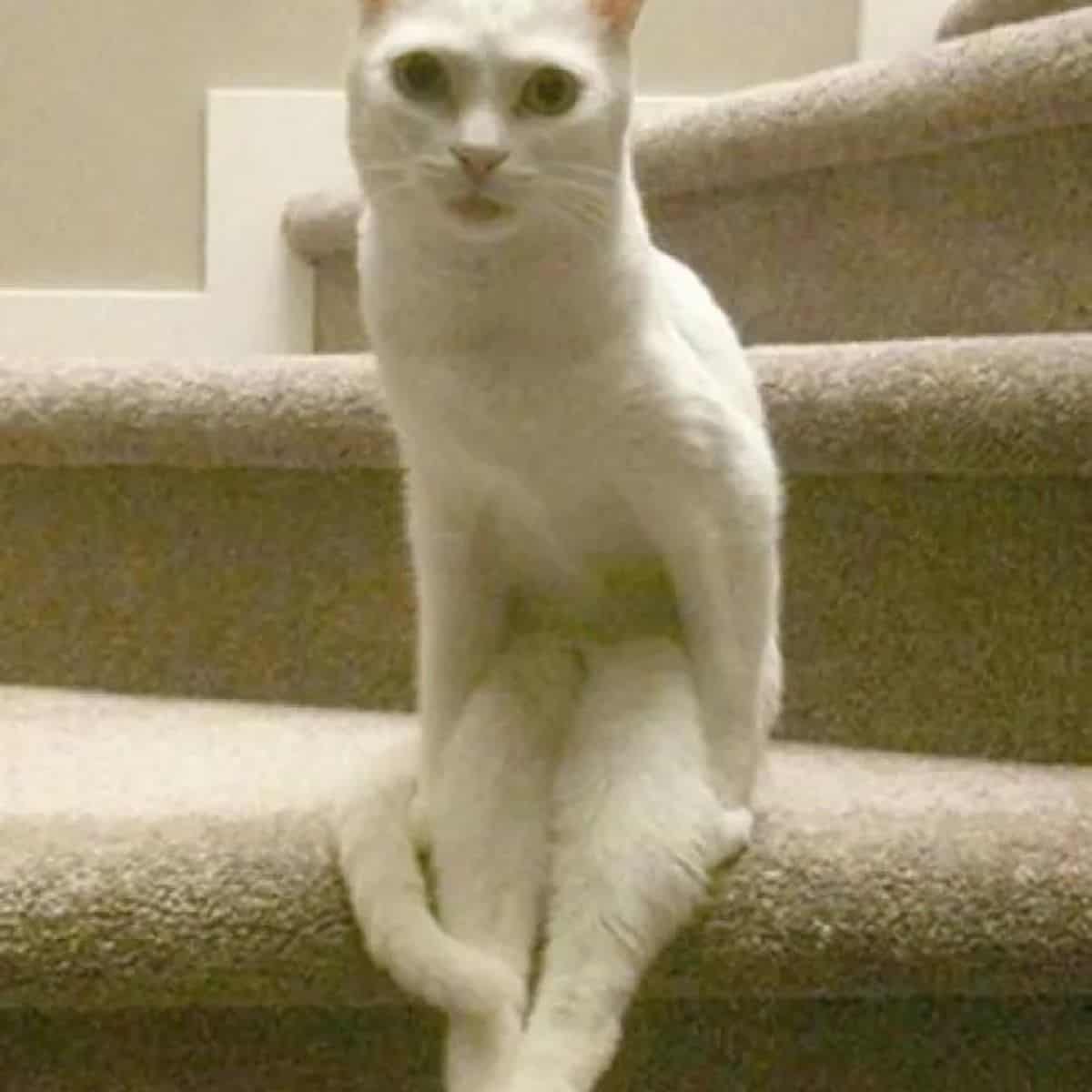 white cat sitting on stairs