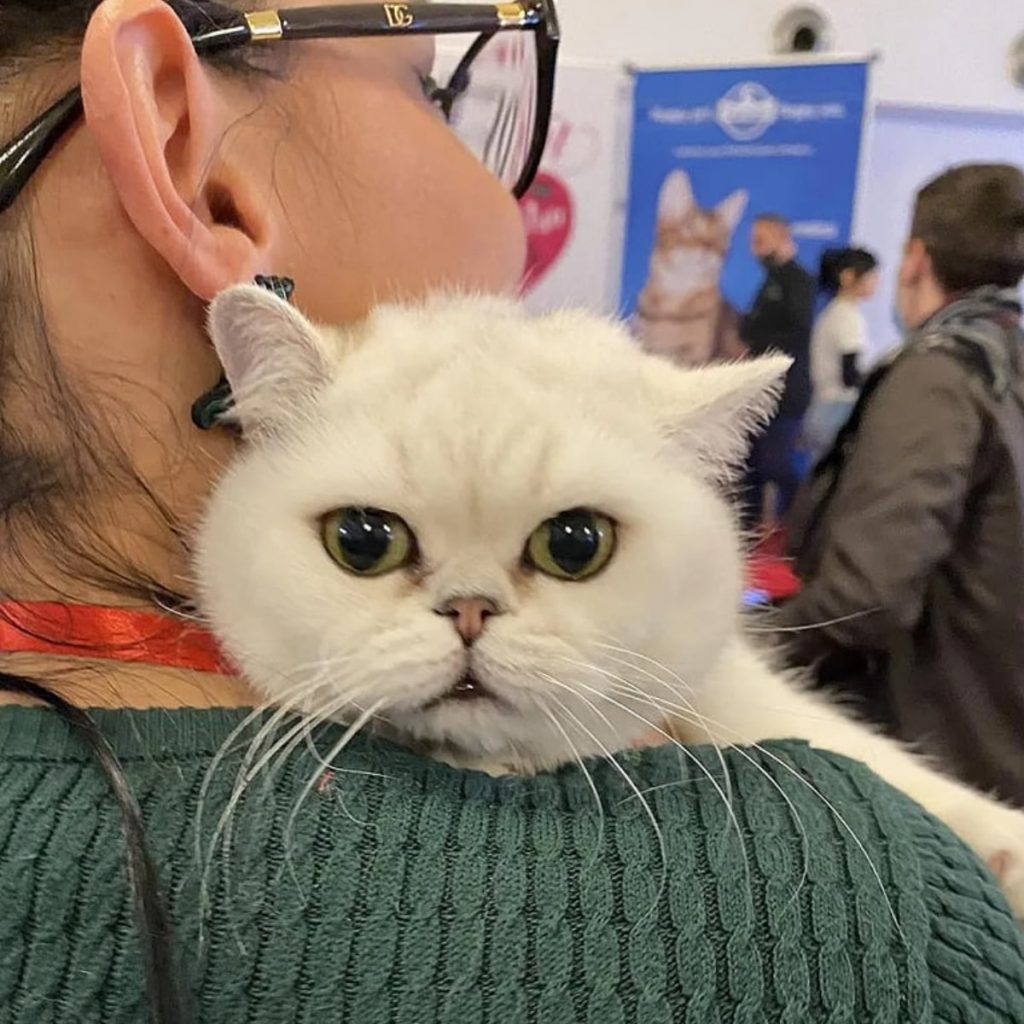 white cute cat on woman's shoulder