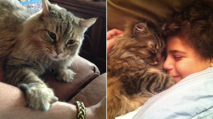 10 Photos That Prove Cats Are Always There For Us