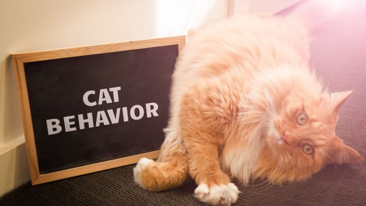 11 Strange Cat Behaviors And Their Meanings