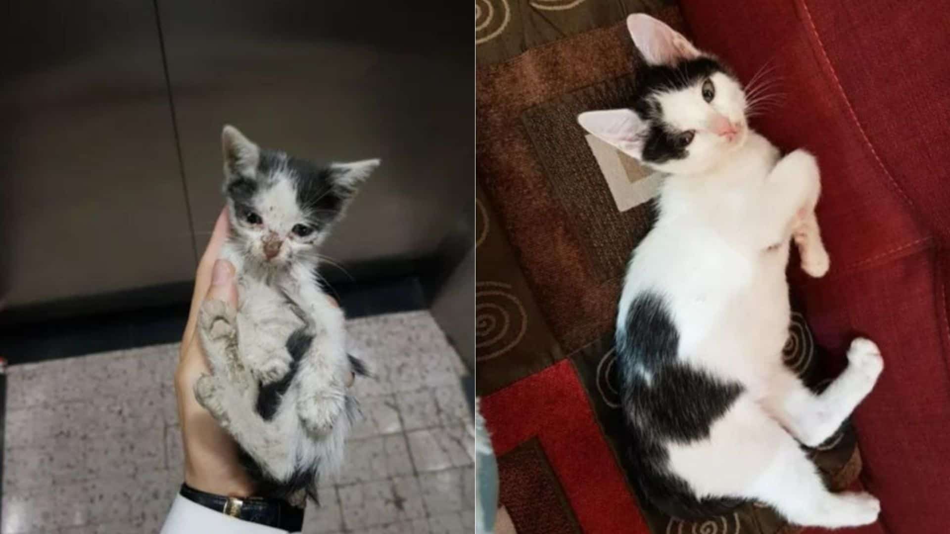 before and after adoption transformations