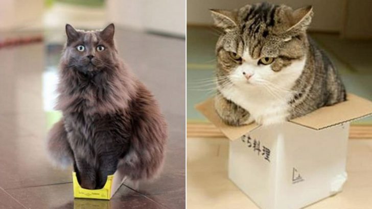 22 Cats Who Refuse To Accept That Their Boxes Are Too Small