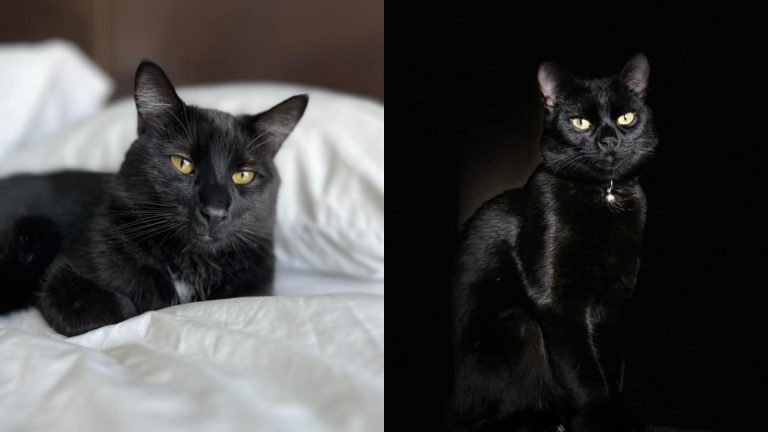 black cats