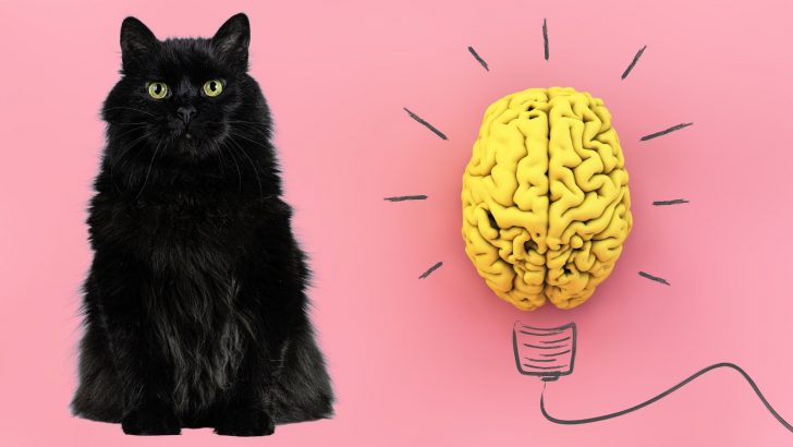4 Things You Didn’t Know About Your Cat’s Brain