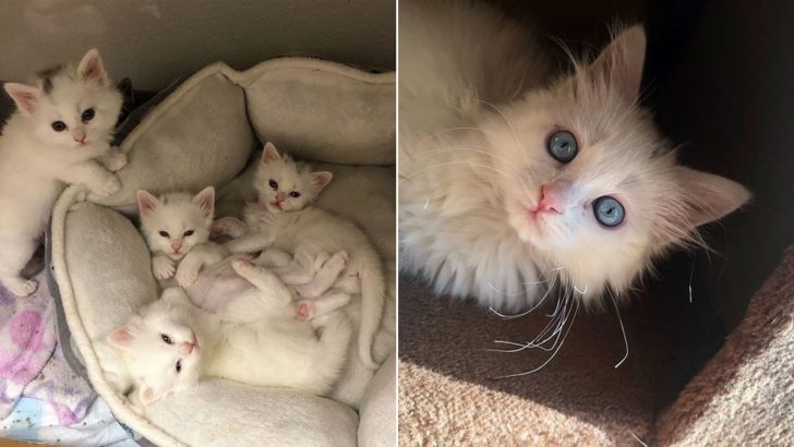 4 White And 1 Tabby Kitten Were Found Next To Their Dead Mother