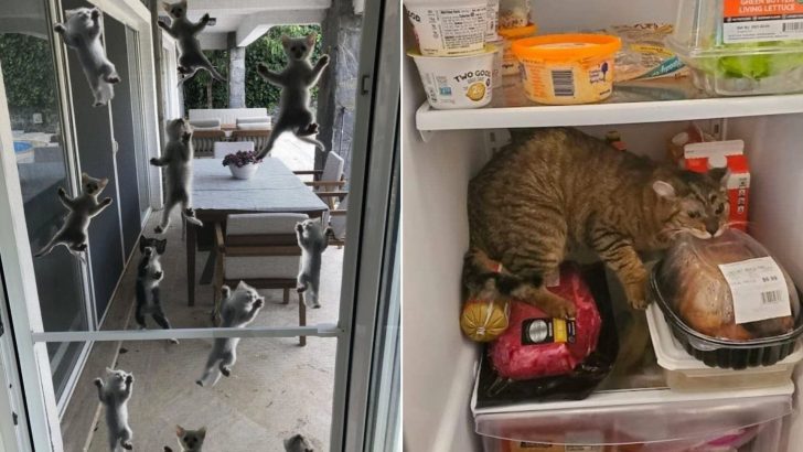 42 Photos Of Cats Getting Into Places Where They Shouldn’t Be