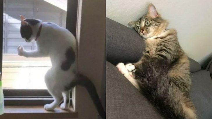 45 Hilarious Photos Of Malfunctioning Cats