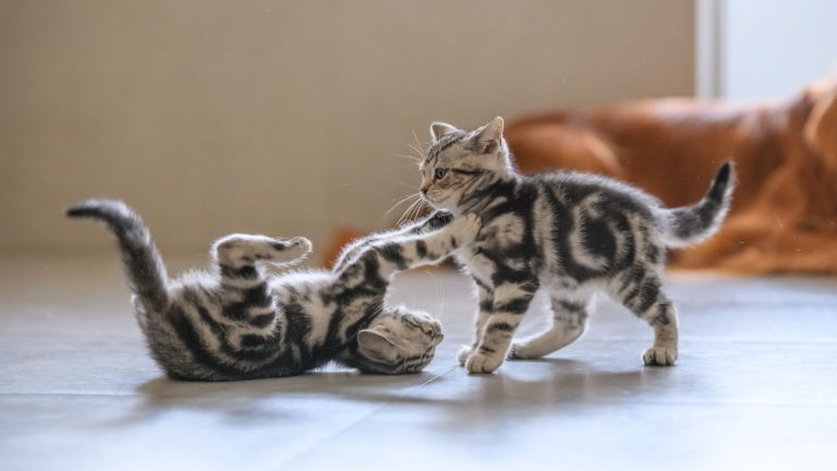 Two kittens playing