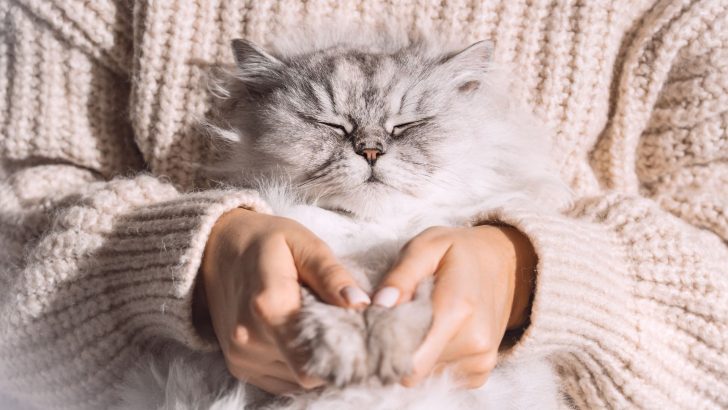 5 Signs You Like Cats More Than Humans