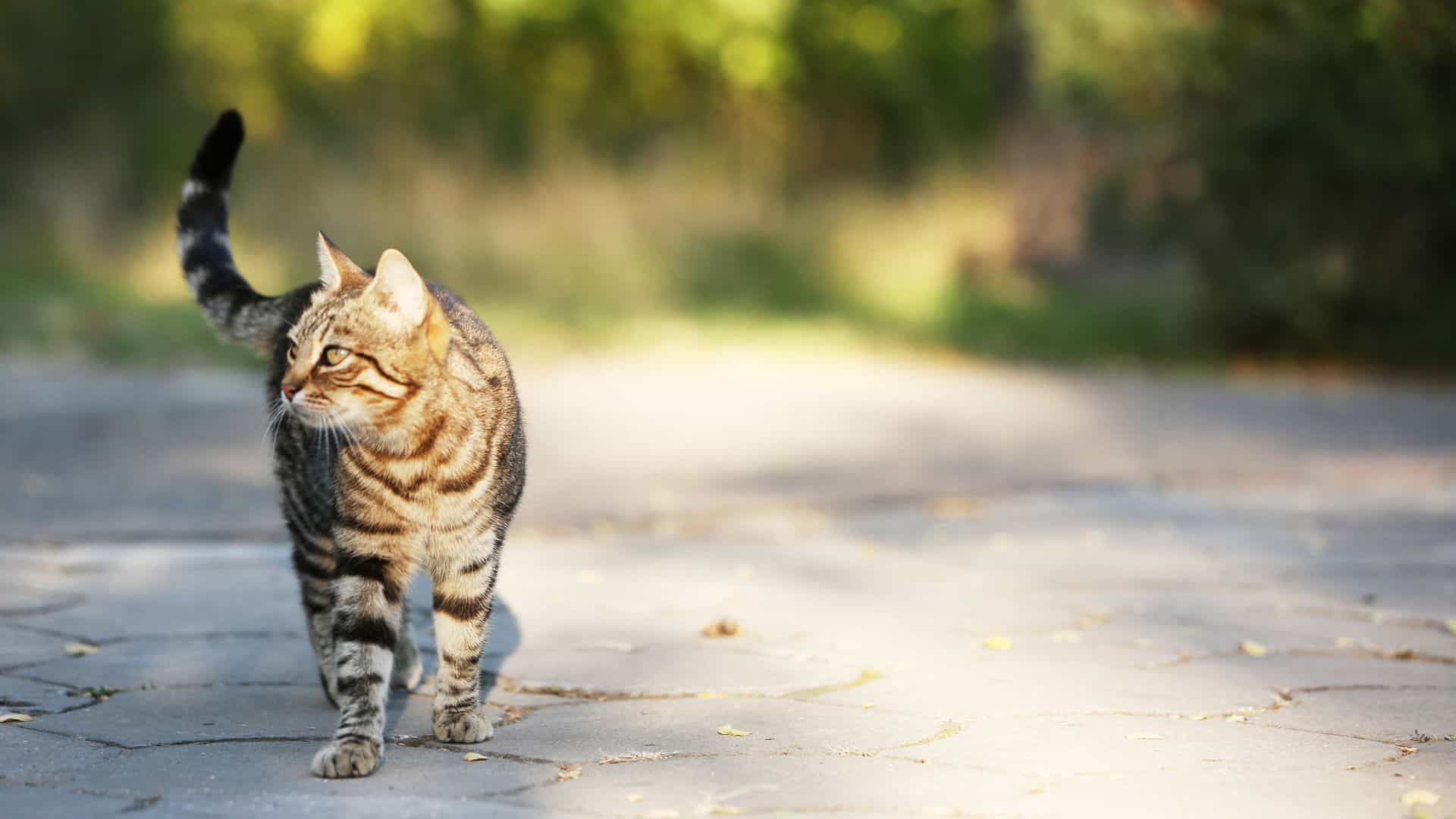 cat walking in a road