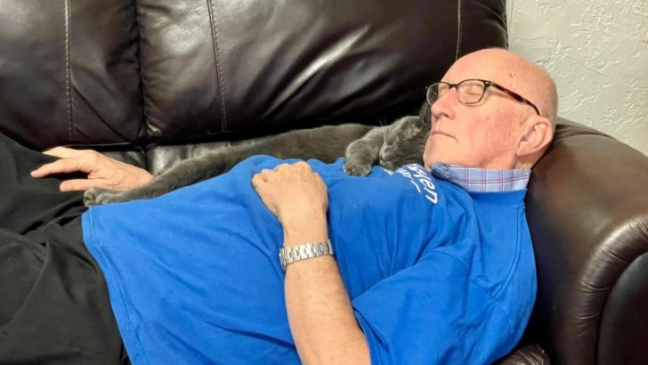 This 75-Year-Old Grandpa Is A Dedicated Volunteer At A Cat Shelter