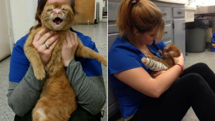 Cat Rescued From A Fire Miraculously Survives And Now Cares For Other Animals At A Pet Hospital