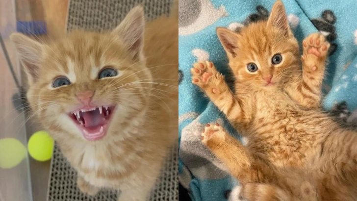 Abandoned Kitten Goes From Hiding To Asking For Attention