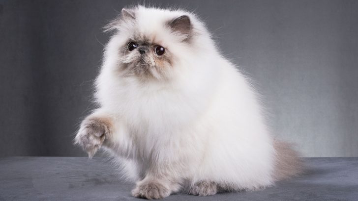 All You Need To Know About Teacup Cats