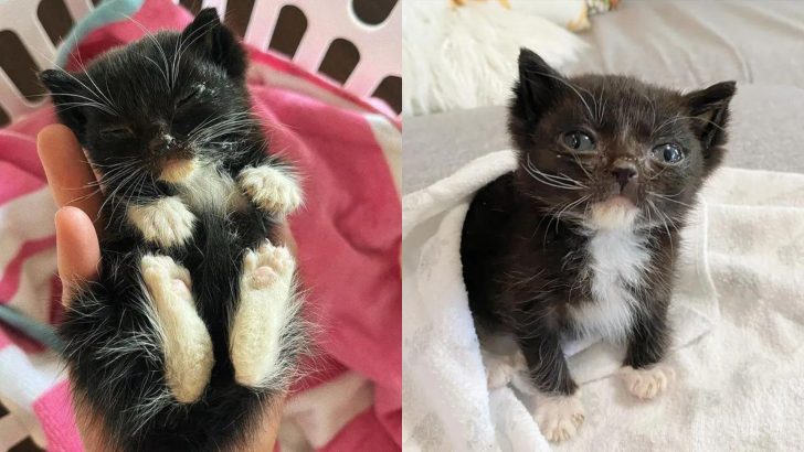 Tiny Tuxedo Kitten Was Found Abandoned In The Middle Of The Sidewalk
