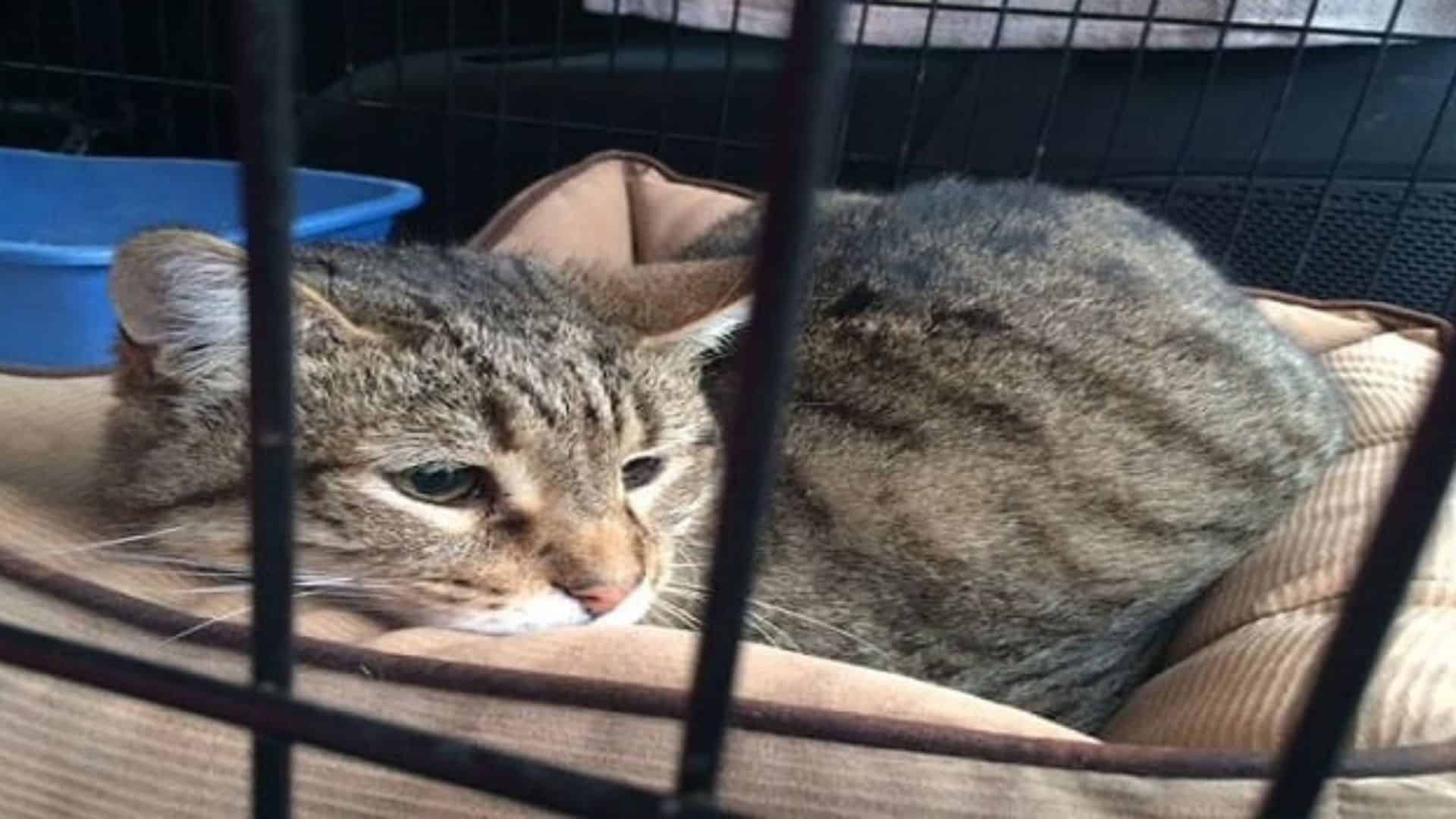 Archie the cat finally found his home