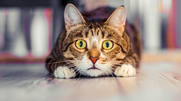 cat lying down and staring into the camera