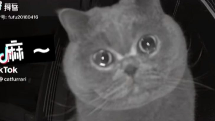 This Cat’s Reaction After Hearing Her Owner’s Voice On Camera Will Warm Your Heart