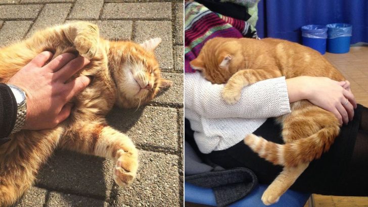 Cat Comes To University Every Day To Give Students A Dose Of Her Love