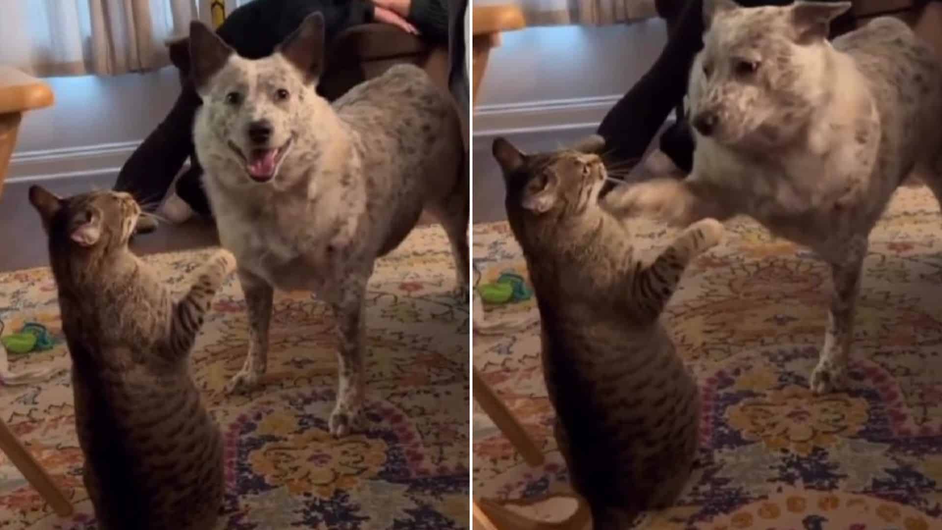 Cat gets knocked down by dog, funny