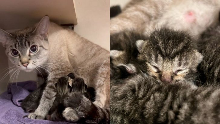 Proud Cat Mom From Oregon Comes Home From Work To Six Furry Surprises