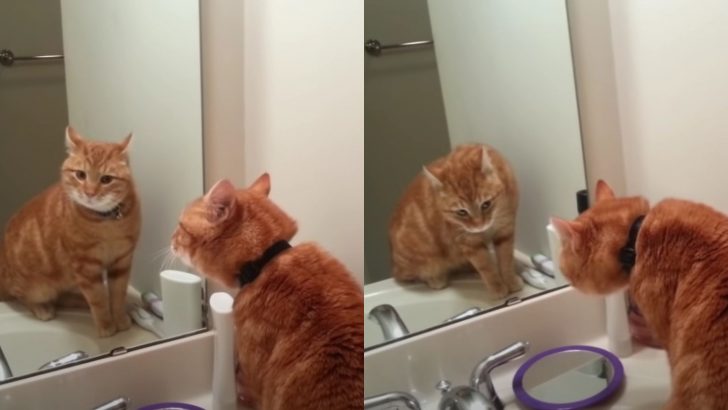Ginger Cat’s Mirror Chat Is Definitely The Funniest Thing You’ll See Today