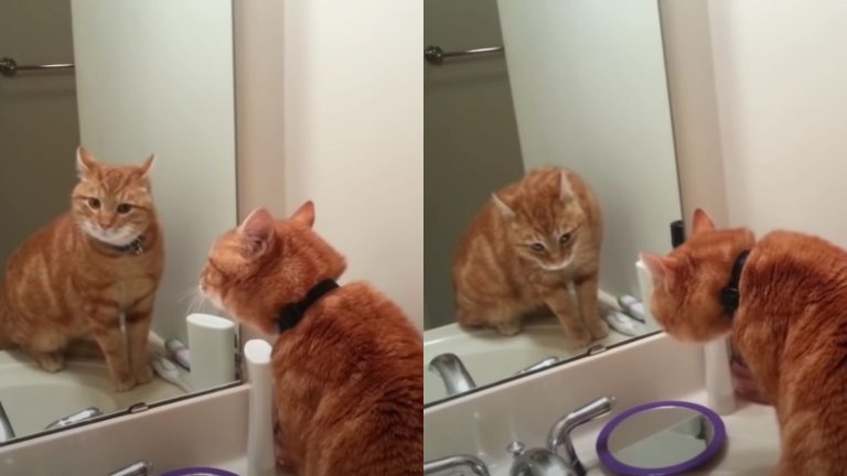 cat starring at the mirror