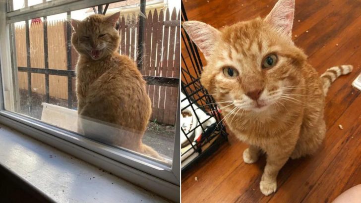 Ginger Cat Shows Up Outside A Girl’s Window, Letting Her Know He’s Ready To Be Her Pet