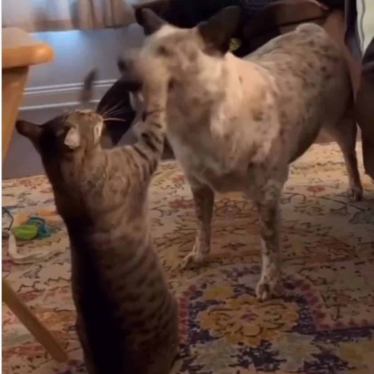 Cat hitting dog