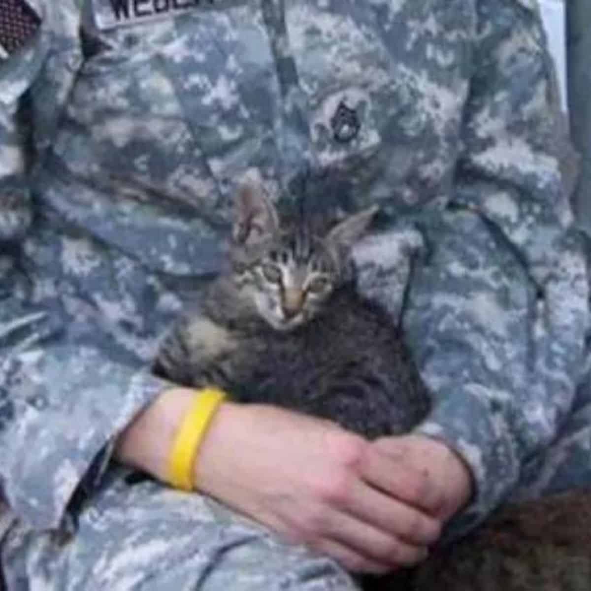 Cat sitting on the woman soliders lap